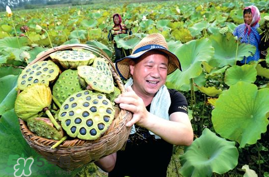 蓮蓬不能和什么同吃？蓮蓬和什么相克？