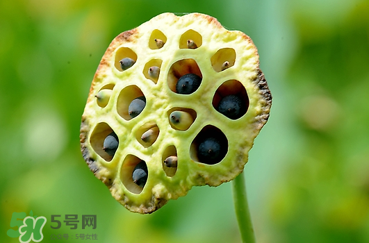 蓮蓬不能和什么同吃？蓮蓬和什么相克？