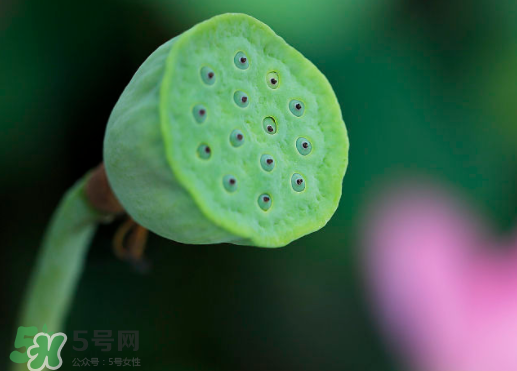 蓮蓬可以放多久？蓮蓬可以放冰箱嗎？
