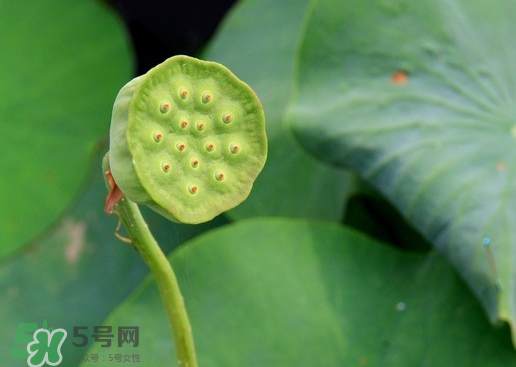 蓮蓬可以放多久？蓮蓬可以放冰箱嗎？