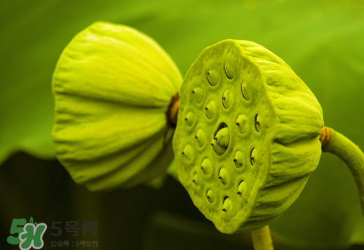 蓮蓬可以放多久？蓮蓬可以放冰箱嗎？