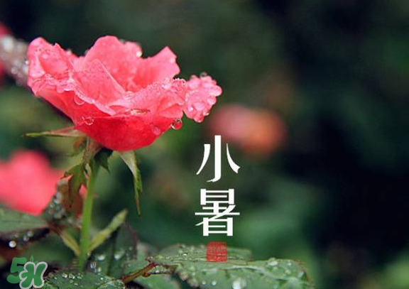 小暑是入伏嗎？小暑是不是入伏？