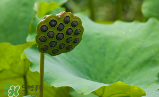 蓮蓬是荷花的什么？蓮蓬是什么意思？