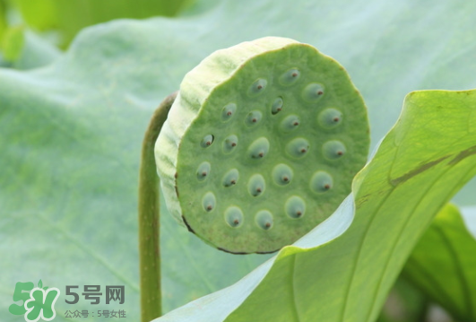 蓮蓬是荷花的什么？蓮蓬是什么意思？