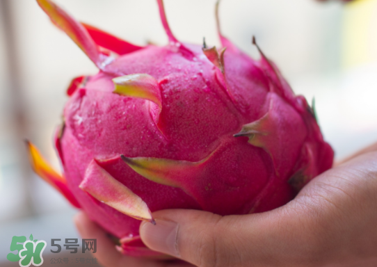 紅心火龍果什么時候成熟？紅心火龍果什么季節(jié)有？