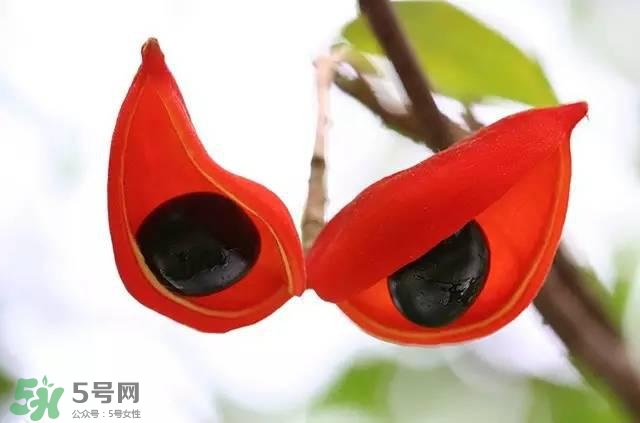 孕婦能吃蘋婆嗎？孕婦吃蘋婆對胎兒好嗎