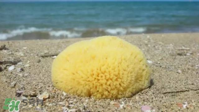 Rosenfeld海綿好用嗎？Rosenfeld海綿怎么樣？