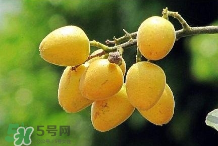 黃皮果品種有哪些？黃皮果哪個(gè)品種好吃