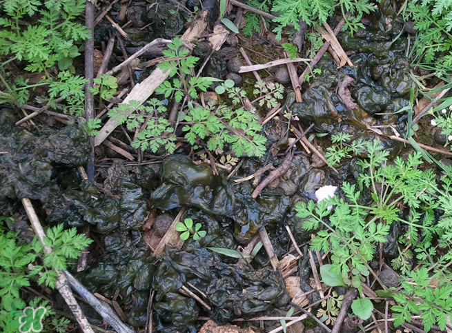 孕婦能吃地耳菜嗎？寶寶能吃地耳菜嗎？