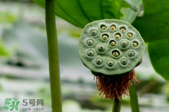 蓮蓬和蓮藕一樣嗎？蓮蓬和蓮藕的區(qū)別