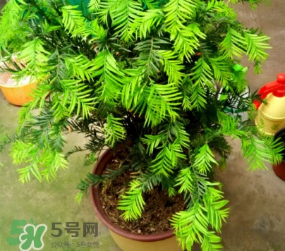 紅豆杉怎么養(yǎng)植？紅豆杉的養(yǎng)殖方法和注意事項(xiàng)