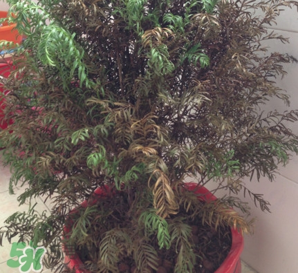 紅豆杉葉子干枯要怎么做？紅豆杉枯萎救治方法