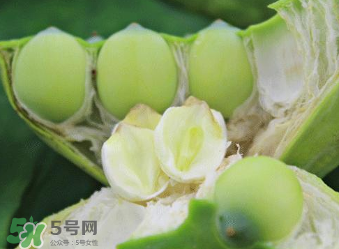 新鮮蓮蓬怎么吃？新鮮蓮蓬的吃法