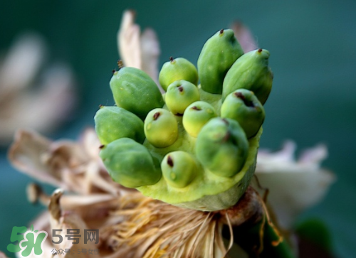 新鮮蓮蓬孕婦能吃嗎？孕婦可以吃新鮮蓮蓬嗎？
