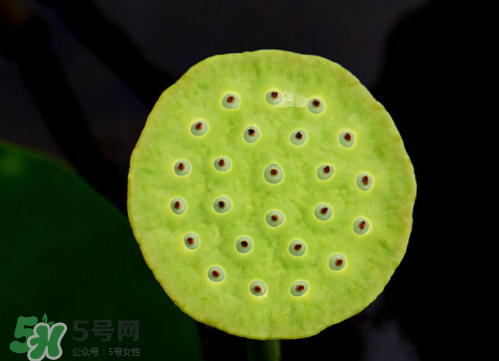 新鮮蓮蓬孕婦能吃嗎？孕婦可以吃新鮮蓮蓬嗎？