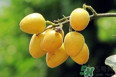 孕婦可以吃黃皮嗎？孕婦吃黃皮有什么好處