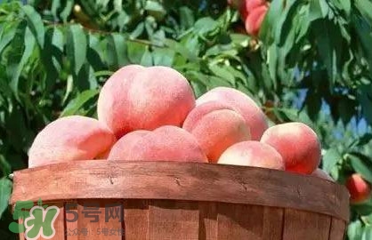 脆桃和軟桃哪個(gè)好吃？脆桃跟軟桃有什么區(qū)別？