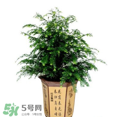 紅豆杉葉子干枯要怎么做？紅豆杉枯萎救治方法