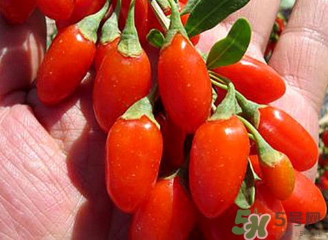 如何辨別枸杞是否新鮮？鮮枸杞可以直接食用嗎