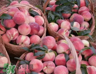 脆桃和軟桃哪個(gè)好吃？脆桃跟軟桃有什么區(qū)別？