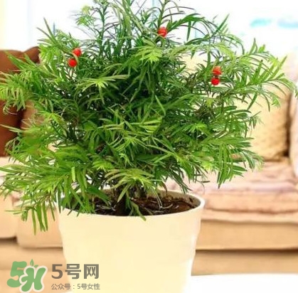 紅豆杉怎么養(yǎng)植？紅豆杉的養(yǎng)殖方法和注意事項(xiàng)