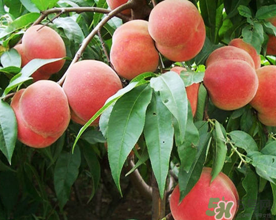 玉米和桃子能一起吃？桃子可以和玉米一起吃嗎？
