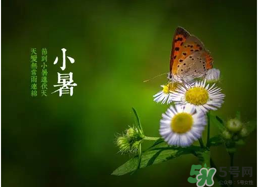 小暑種什么菜？小暑為什么要種牽?；?？