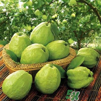 哺乳期可以吃番石榴嗎？哺乳期不能吃什么？