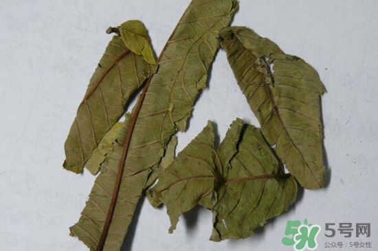 番石榴葉茶怎么做？番石榴葉茶的副作用
