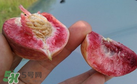 中華血桃什么時(shí)候成熟？中華血桃產(chǎn)地在哪兒