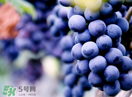 夏黑葡萄幾月成熟？夏黑葡萄幾月份上市？