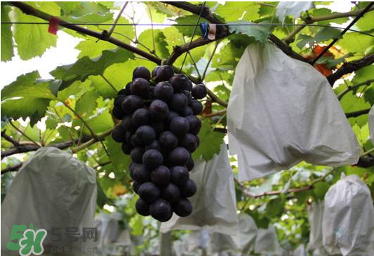 夏黑葡萄怎么洗？夏黑葡萄怎么洗才干凈？
