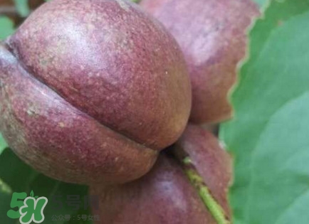 黑桃怎么做好吃？黑桃怎么吃最有營(yíng)養(yǎng)價(jià)值