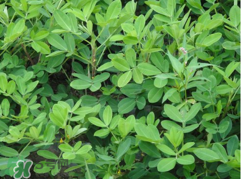 七月份可以種花生嗎？花生七月份可以種植嗎？