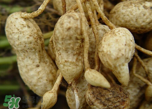 七月份可以種花生嗎？花生七月份可以種植嗎？