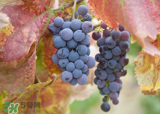 玫瑰香葡萄孕婦能吃嗎？孕婦可以吃玫瑰香葡萄嗎？