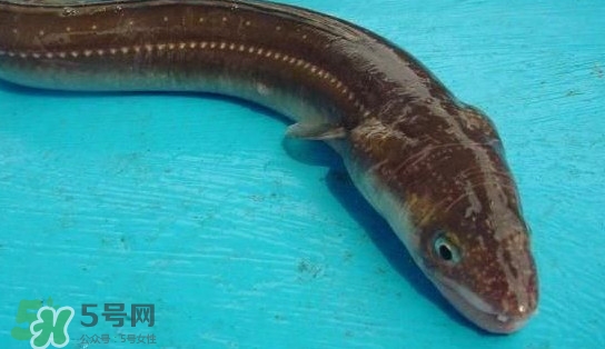 鰻魚多少錢一斤？野生鰻魚多少錢一斤