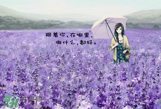 七月份還有薰衣草嗎？7月份還有薰衣草嗎？