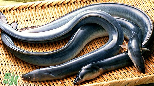 鰻魚有刺嗎？鰻魚有鱗嗎？