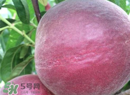 黑桃是什么水果？吃黑桃有什么好處？