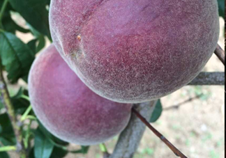 黑桃水果是什么品種？黑桃是酸性還是堿性