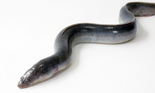 鰻魚是帶魚嗎？鰻魚和帶魚有什么區(qū)別