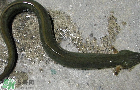 鰻魚(yú)是海鮮嗎？鰻魚(yú)是海魚(yú)嗎