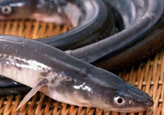 鰻魚是鱔魚嗎？鰻魚是白鱔嗎