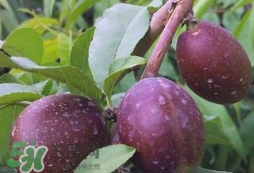 黑桃怎么做好吃？黑桃怎么吃最有營(yíng)養(yǎng)價(jià)值