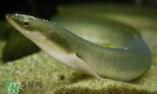 鰻魚是鱔魚嗎？鰻魚是白鱔嗎