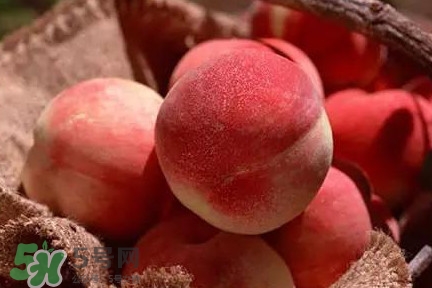 中華血桃什么時(shí)候成熟？中華血桃產(chǎn)地在哪兒
