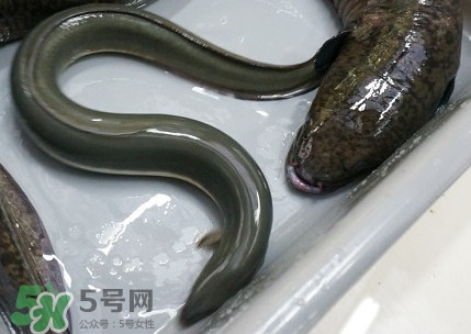 鰻魚多少錢一斤？野生鰻魚多少錢一斤