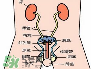 腎結石怎么治最好？腎結石的醫(yī)治方法