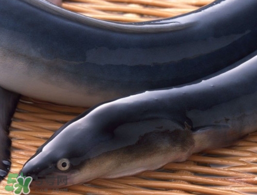 鰻魚是泥鰍嗎？鰻魚與泥鰍什么區(qū)別